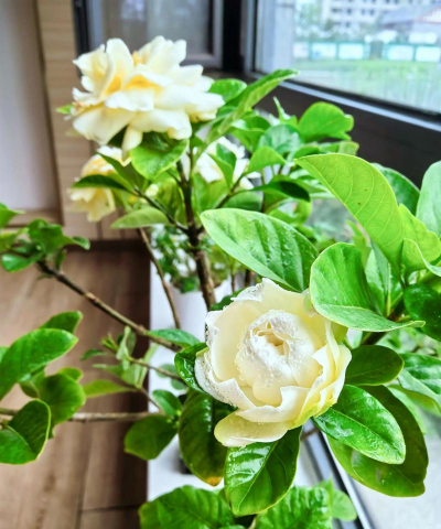 家庭养花用生根粉