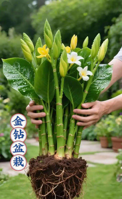 家庭养花用生根粉