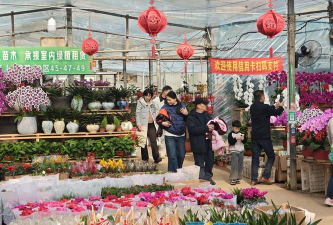 家庭养花用生根粉