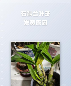 花后石斛兰没叶子怎么办