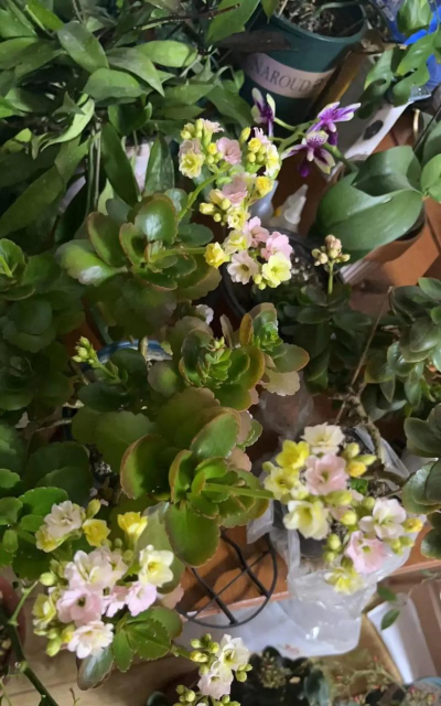 家庭养花用生根粉