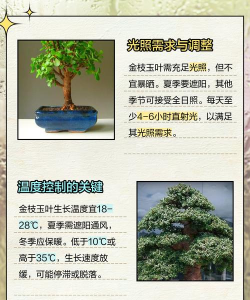 金枝玉叶叶片发软怎么办