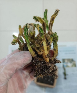 家庭养花用生根粉