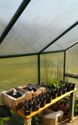 家庭养花用生根粉