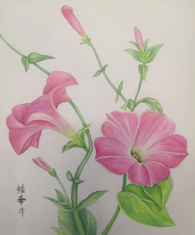 矮牵牛开花怎么