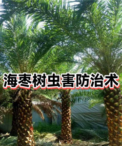 海枣树叶子冻了怎么办