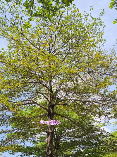 小叶榄仁什么科什么属