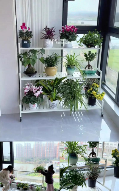 家庭养花用生根粉