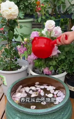 家庭养花用生根粉