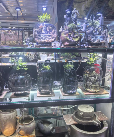 家庭养花用生根粉