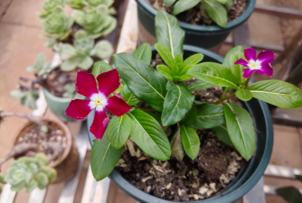 家庭养花用生根粉