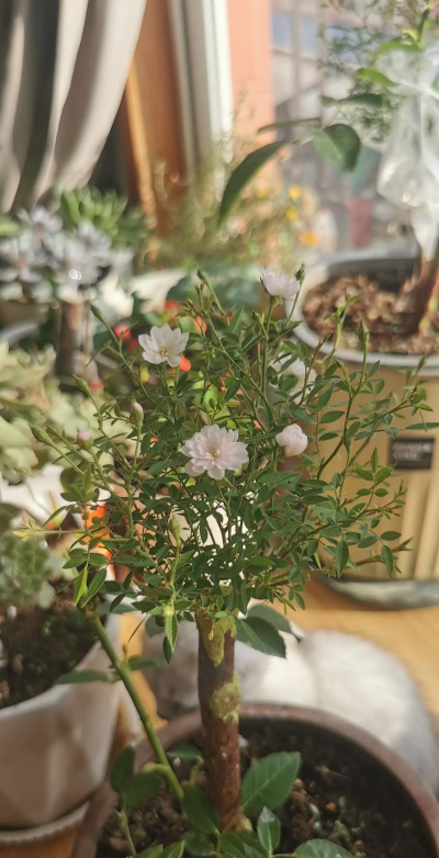 家庭养花用生根粉