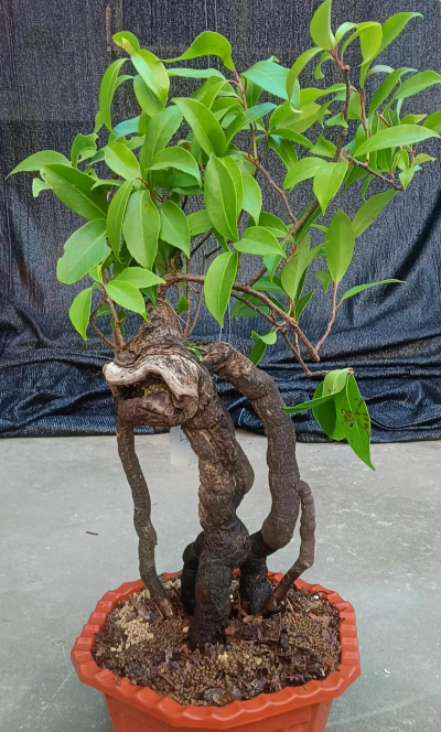 五味子桩 盆栽怎么养护