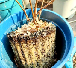 家庭养花用生根粉