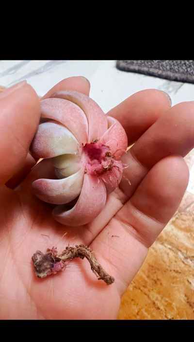 多肉花根黑腐怎么办 多肉花根黑腐怎么办