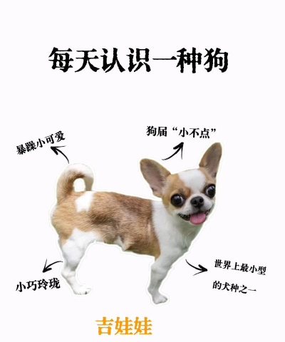 吉娃娃怎么繁殖