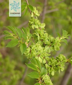 春榆属于什么科什么属