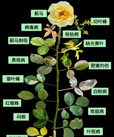 家庭养花用生根粉