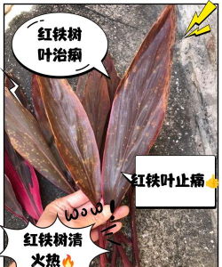 红铁树叶子不红怎么办