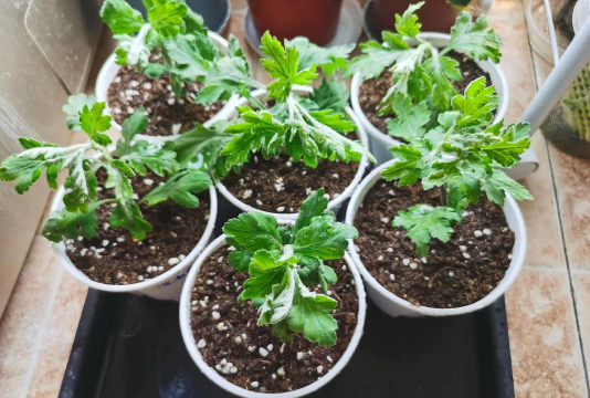 家庭养花用生根粉