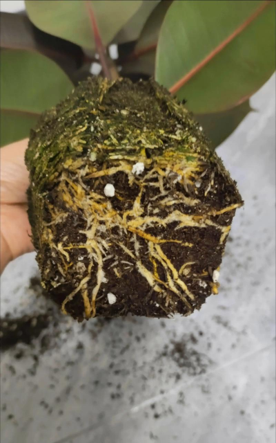 家庭养花用生根粉