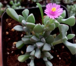 白凤菊刚买回来怎么养