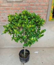 大叶栀子花年份怎么看