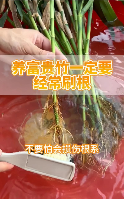 富贵竹根芯坏怎么办