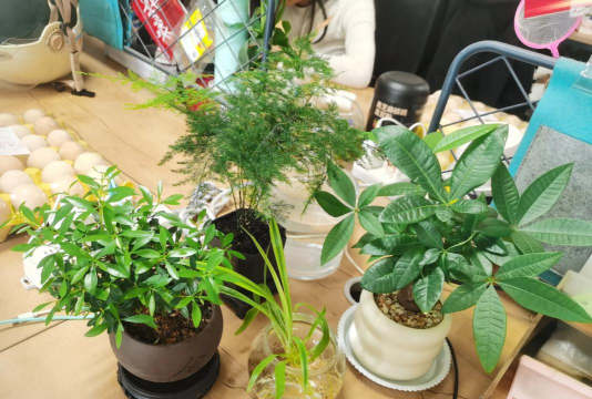 家庭养花用生根粉