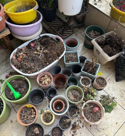 家庭养花用生根粉