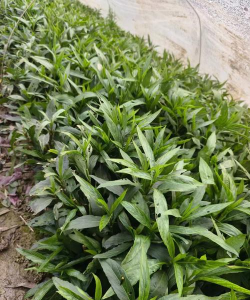 翠芦莉什么科什么属