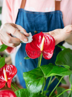 家庭养花用生根粉