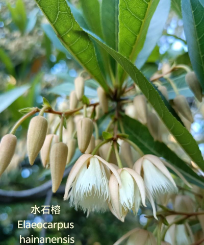 杜英和水石榕怎么区分的