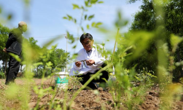 家庭养花用生根粉