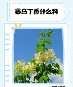 暴马丁香什么科什么属