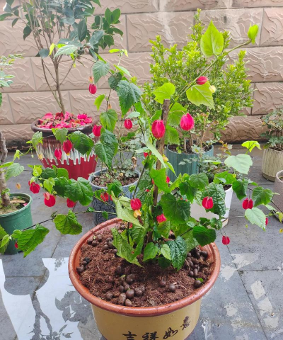 家庭养花用生根粉