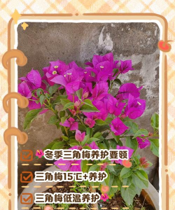 三角梅冬季室内怎么养