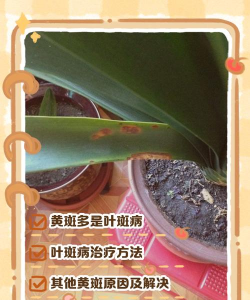 君子兰长斑黄叶怎么办