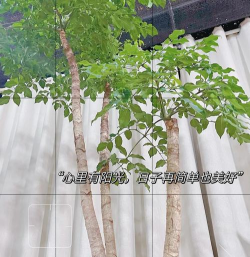 幌伞枫容易掉叶怎么办