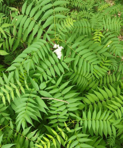 珍珠梅什么科什么属