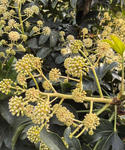 八角金盘夏天怎么办