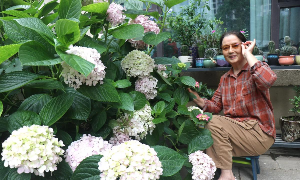 家庭养花用生根粉