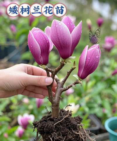 白玉兰花怎么发牙的