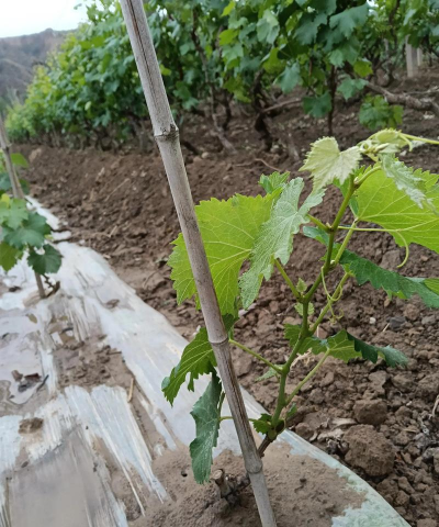 夏黑葡萄苗栽培技术