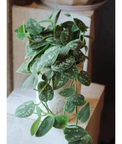 小叶银斑葛叶子发黑怎么回事