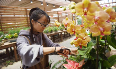 家庭养花用生根粉