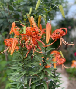 卷丹百合花后怎么处理