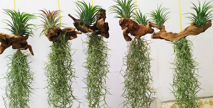 松萝铁兰有干叶怎么办