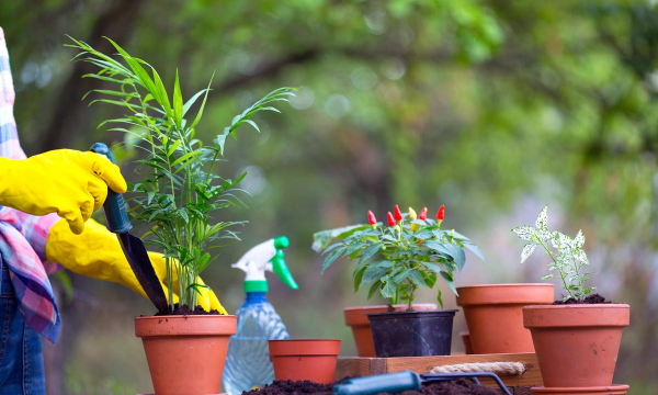 家庭养花用生根粉