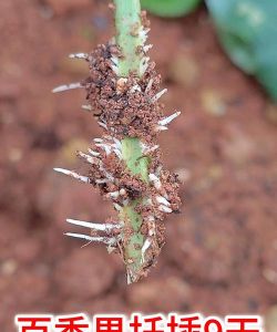 家庭养花用生根粉